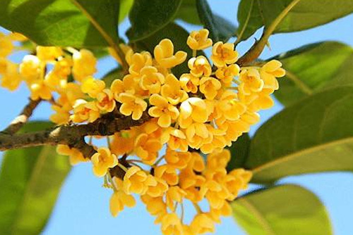 桂花種植老技術(shù)